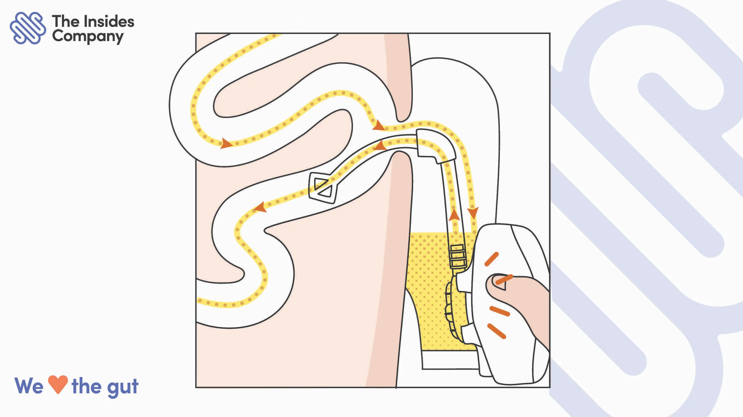 Chyme Biology Simple